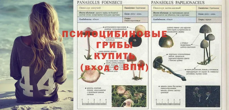 Псилоцибиновые грибы Psilocybe  Нарьян-Мар 